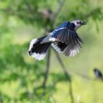 poema hay un pajaro azul