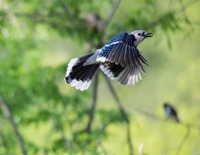 poema hay un pajaro azul